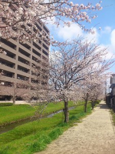 0328桜